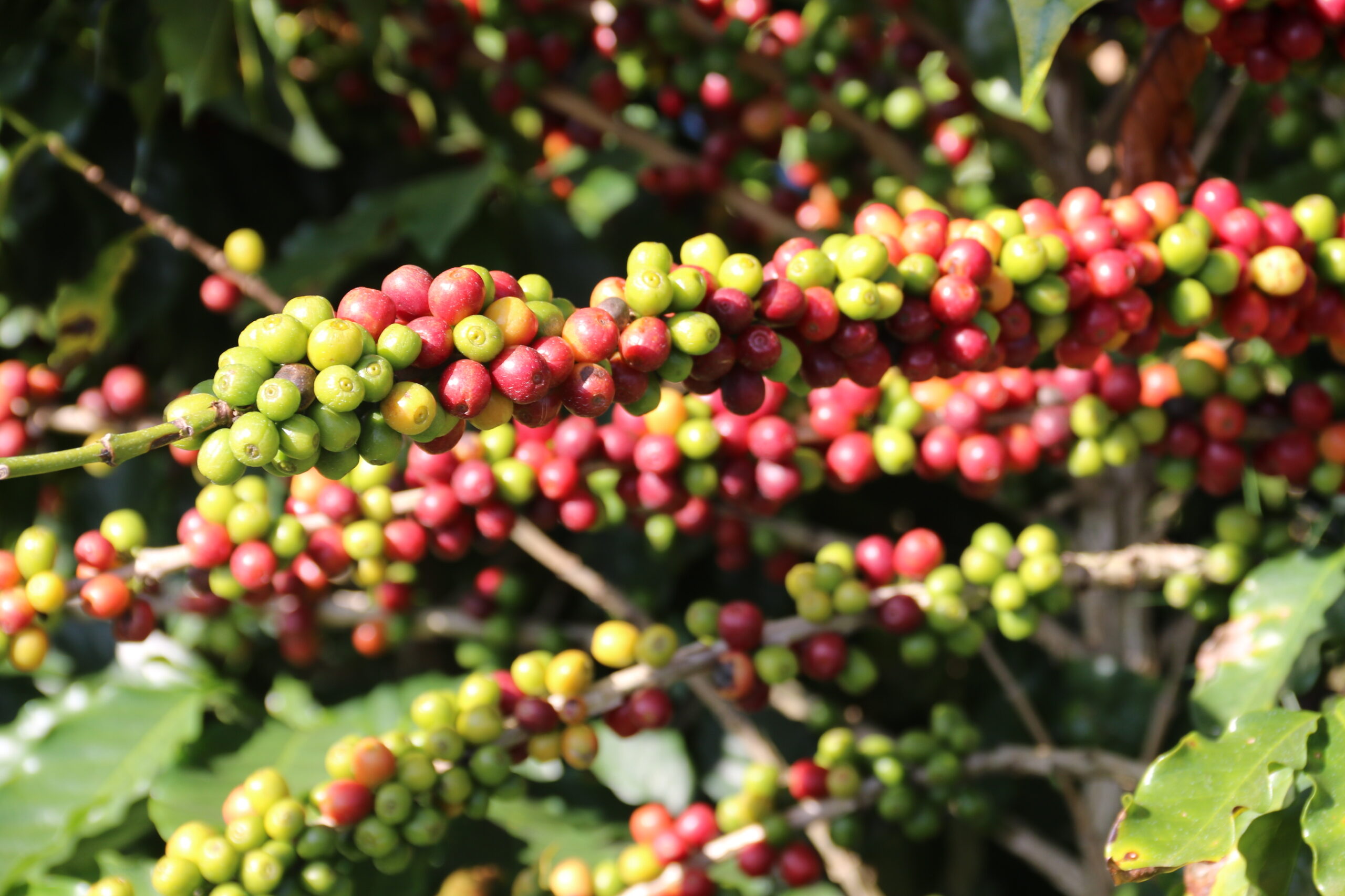 Crédito: Bárbara Teixeira/Ascom Fapemig