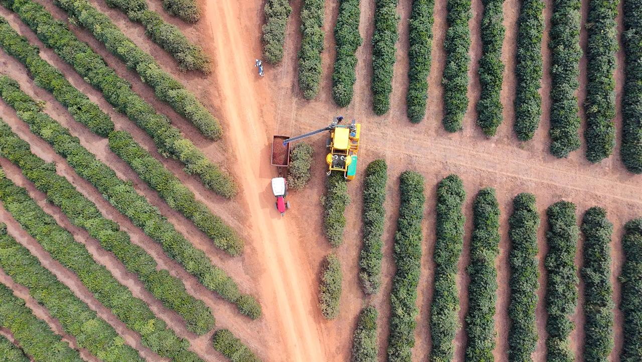 Cr&eacute;dito: Bom Jardim Estate Coffee / Divulga&ccedil;&atilde;o 